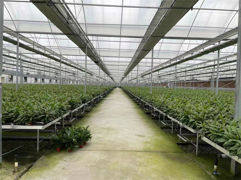 棚膜連棟大棚